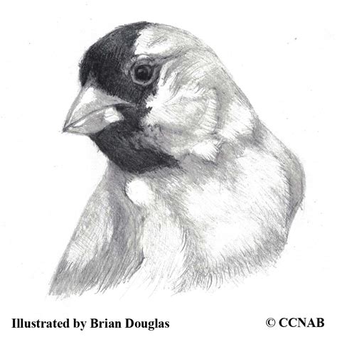 18 Types of Finches (Haemorhous) seen in North America - North American ...