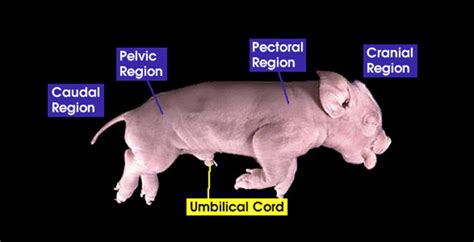 Pig Anatomy Labeled