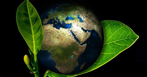 O Que E Meio Ambiente - Meio Ambiente: o que é, resumo, importância e preservação - Significados
