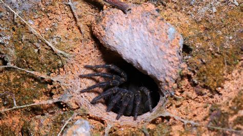 Australian Spiders