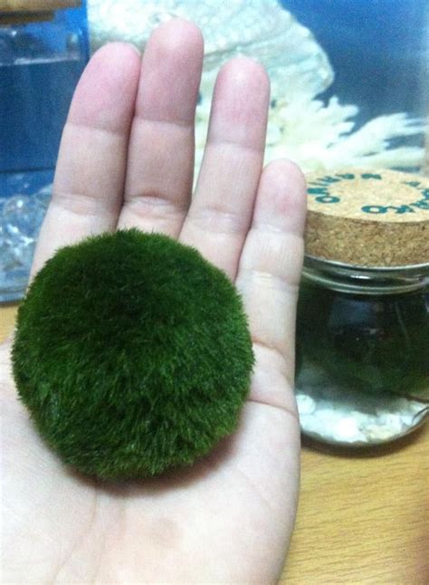 まりも Marimo มาริโมะ " Mari " meaning " ball. " Miyamoto " means " Plants ...