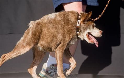 Deformed mixed-breed is crowned World’s Ugliest Dog in Petaluma contest ...