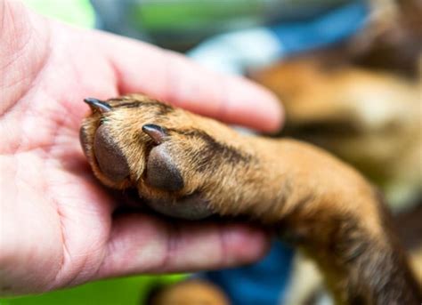 how to stop a dog's toe nail from bleeding