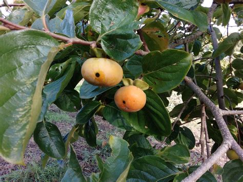 Persimmons, 2019 - General Fruit Growing - Growing Fruit