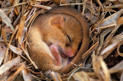migration revise metabolism  adverse conditions higher biology