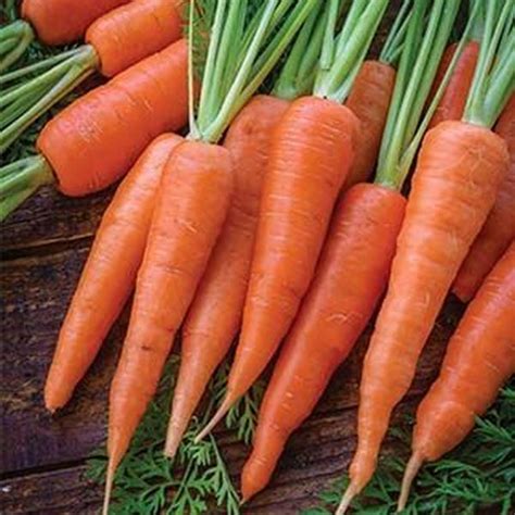 carrot essay examples  topic ideas studymoosecom