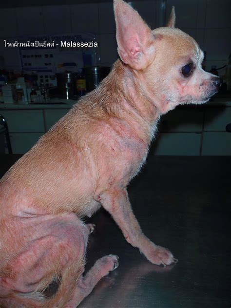 Can Kidney Problems In Dogs Cause Skin Problems