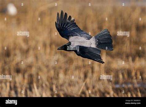 Hooded crow in its natural habitat in Denmark Stock Photo - Alamy
