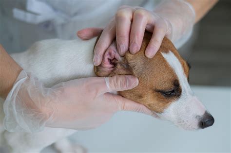 O Que É Otite Em Cachorro - Otite canina: 7 atitudes simples para preservar a saúde auditiva do seu ...