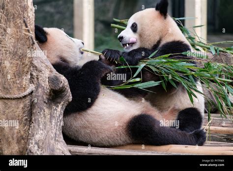 two china panda bear cub baby eat and play in zoo, nature around with ...