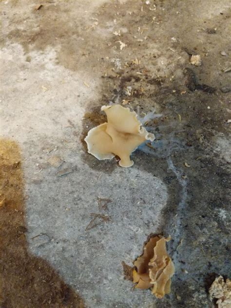 This fungus I found growing under some junk boxes in the basement. : r ...