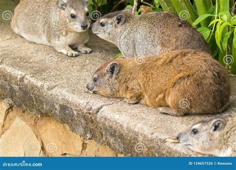 Tree Hyrax Or Dendrohyrax Arboreus Royalty-Free Stock Photography ...