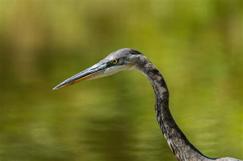 Free+Pictures+Wild+Amaginations Photos, Download The BEST Free Free