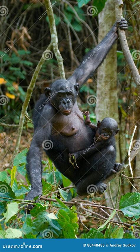 Bonobo on a Tree. Democratic Republic of Congo. Lola Ya BONOBO National ...