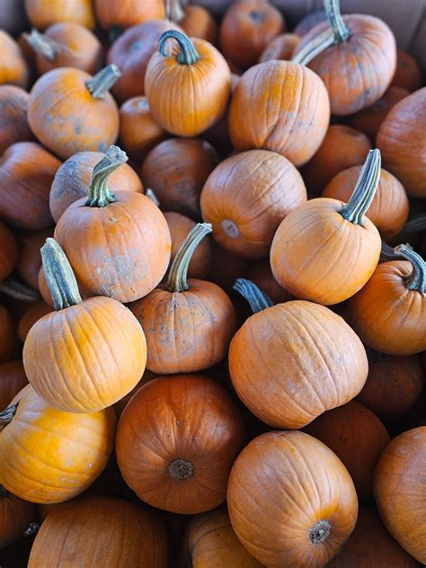 West Hartford Farmers' Market | West Hartford CT