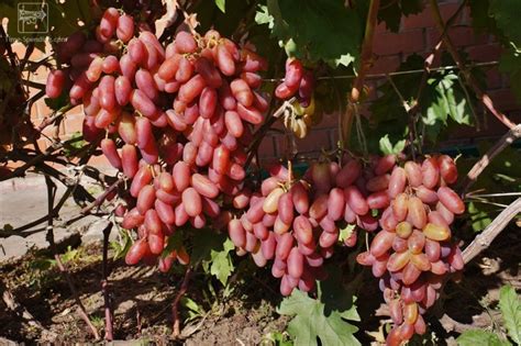 Виноград - Описание 27 Сортов с Фото и Характеристиками