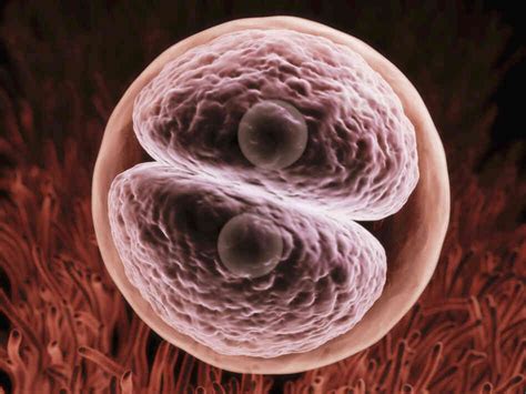 How The Zygote Is Formed