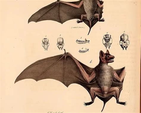 tailed bat facts diet habitat pictures  animaliabio