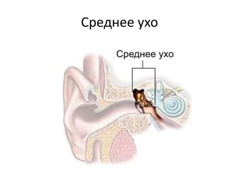 Анатомия наружного и среднего уха - презентация онлайн