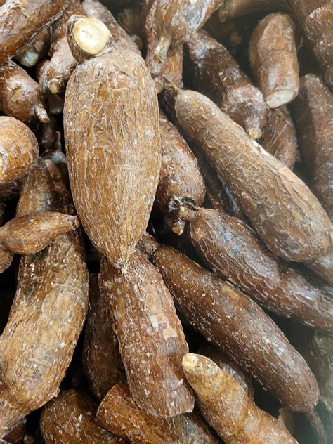 fresh yucca cassava root yuca etsy