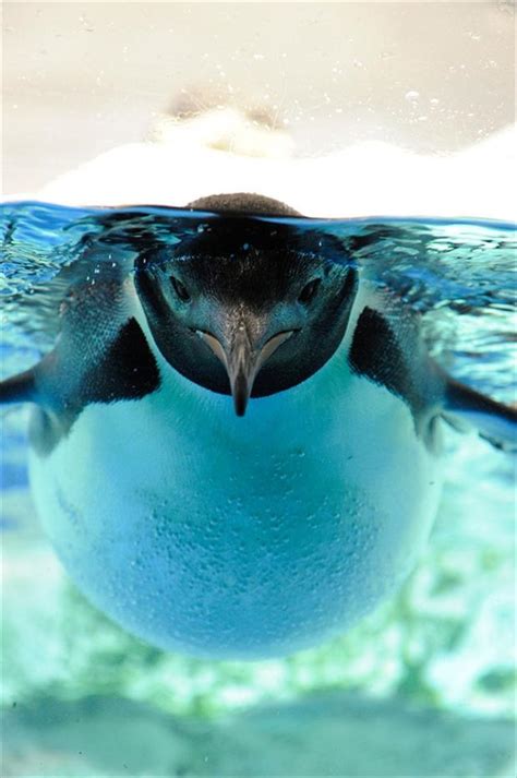 Amazing marine life - Gallery | eBaum's World