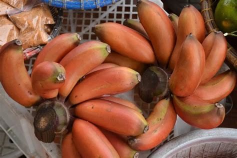 13 Weird Fruits that Will Blow Your Mind