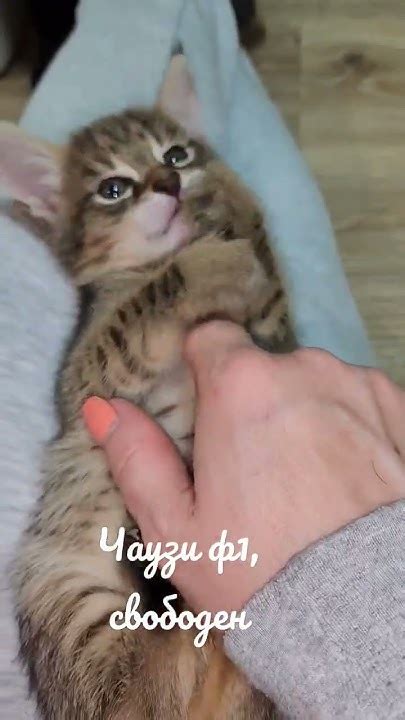 Малыш чаузи ф1 , 1 мес, свободен для брони #чаузи #котопес #чаузиф1 # ...