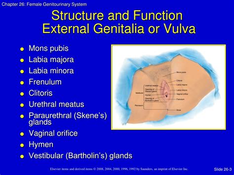 Vestibule Definition Bulb at Norma Green blog