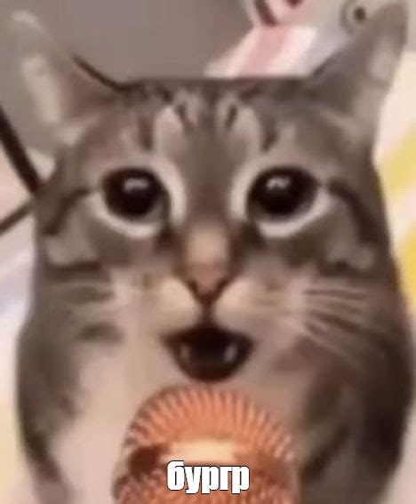 Создать мем "мой кот, орущий кот, котик" - Картинки - Meme-arsenal.com