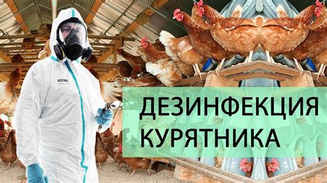 Дезинфекция курятника для кур несушек. О чем должен знать каждый ...