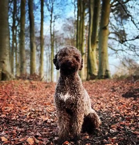 Lagotto Romagnolo: The Italian Truffle Hunting Dog – This Way To Italy