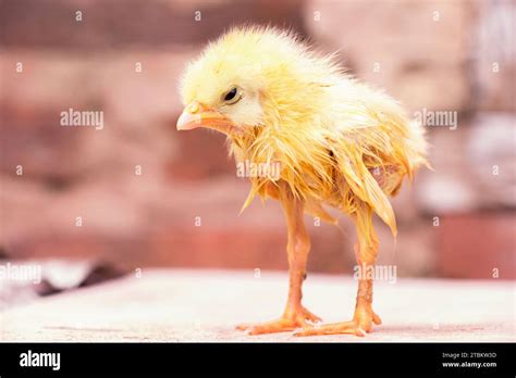 yellow chicken  infected  omphalitis virus pullorum