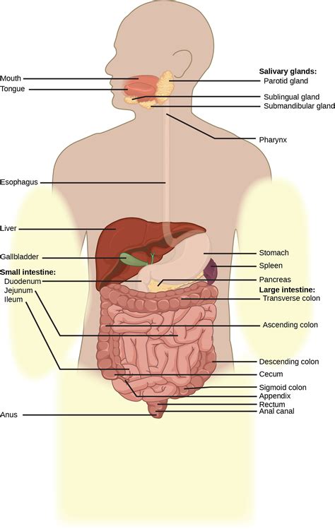 Digestive System Diagram