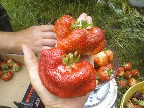 Клубника чамора туруси - фото и картинки: 29 штук