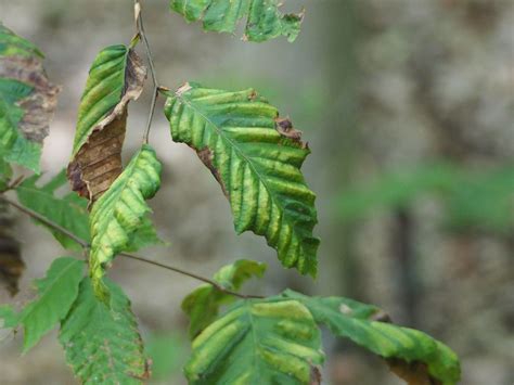 Beech Leaf Disease - A New Threat to Connecticut - CTPA (Connecticut