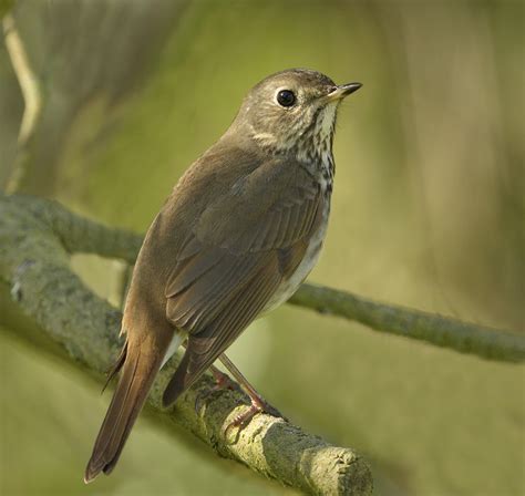 Hermit Thrush | San Diego Bird Spot