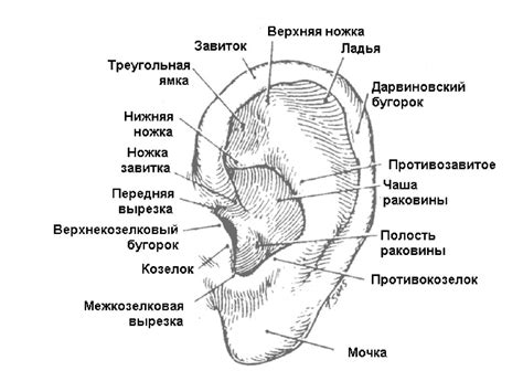 Анатомия и физиология наружного уха - презентация онлайн