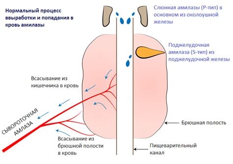 Норма и причины отклонения уровня амилазы