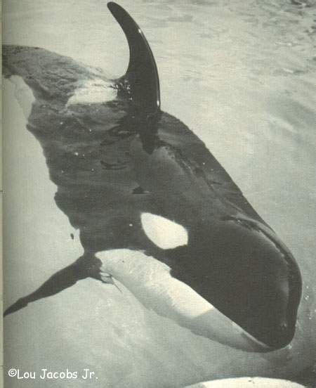 Shamu