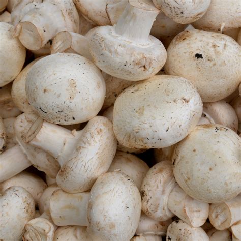 buy organic white button mushroom  mumbai zama organics