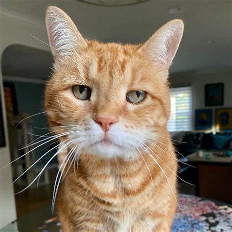 Cat Meme 1080X1080 / Fz Z21uwn4fhcm / Discover 126 free cat meme png ...