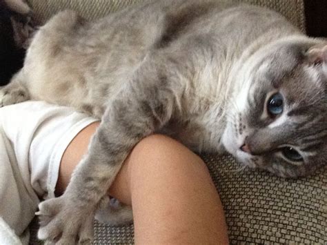 Koala cat | Cats, Cat lady, Koala