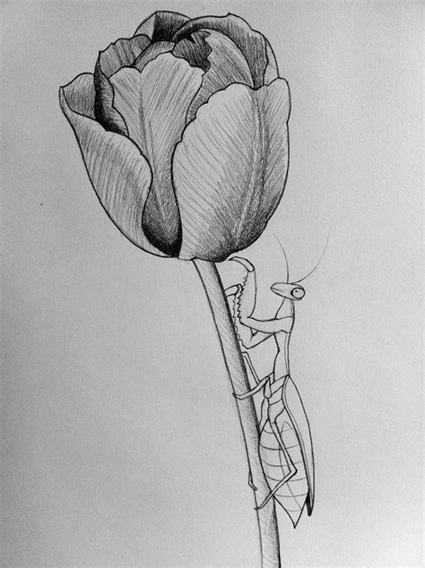 Tulips Pencil Drawing