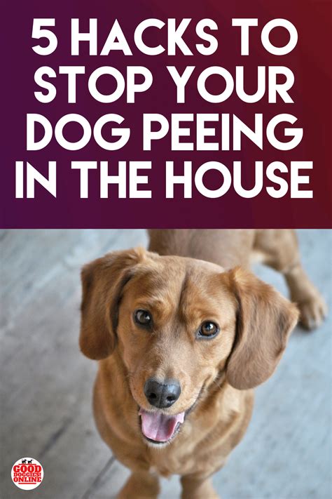 My Dog Pees In His Crate - Stom