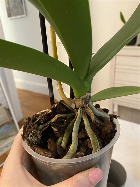 New to orchids- is it dying? : r/orchids