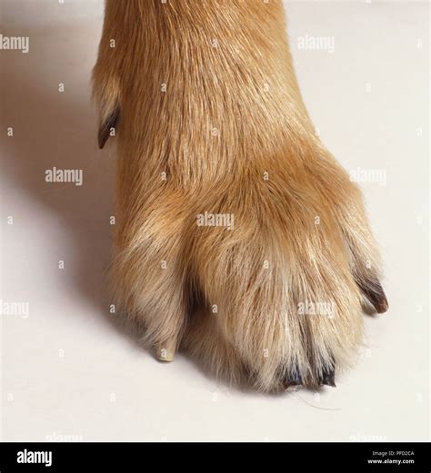 dogs paw close  stock photo alamy