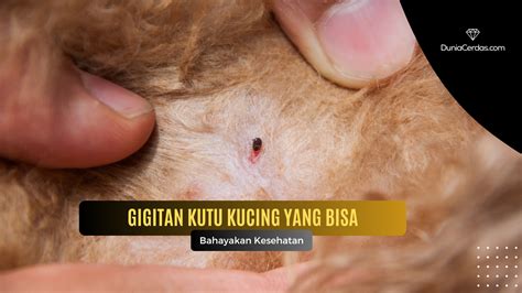 gigitan kutu kucing  bisa bahayakan kesehatan dunia cerdas