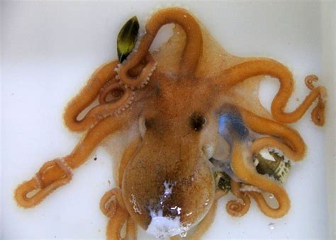 species  octopus discovered scinews