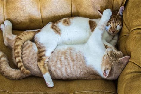 Позитив: влюбленные мартовские коты