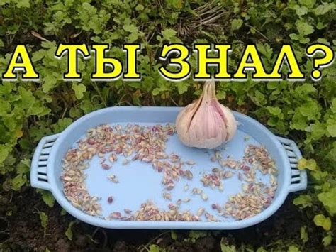 Посадка чеснока БУЛЬБОЧКАМИ осенью - YouTube